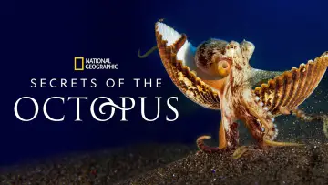Задник до серіалу "Secrets of the Octopus" #1805947