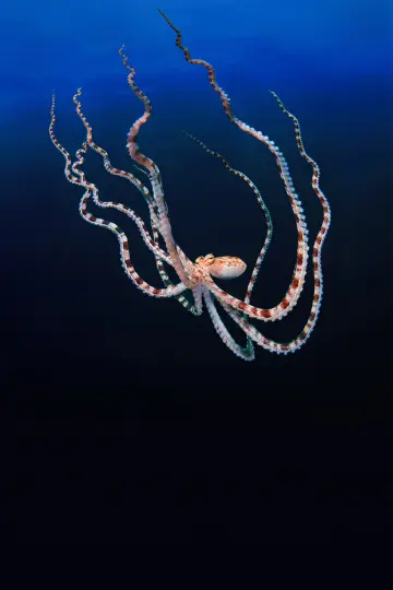 Постер до серіалу "Secrets of the Octopus" #1805954