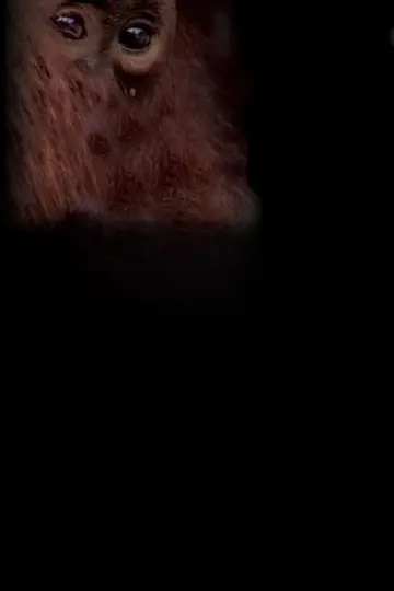 Постер до серіалу "Світ природи" #1692485