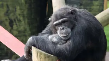 Задник до серіалу "Monkey Life" #1542377