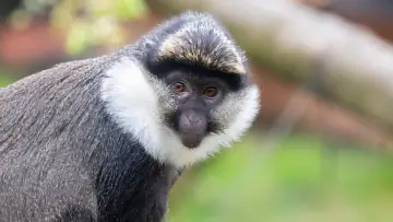 Задник до серіалу "Monkey Life" #1542378