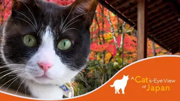 Задник до серіалу "A Cat