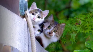 Задник до серіалу "A Cat