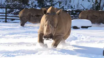 Задник до серіалу "Animal Park" #1342980