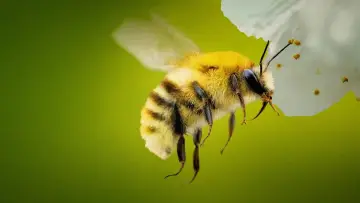 Задник до серіалу "Secrets of the Bees" #1481073