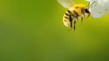 Задник до серіалу "Secrets of the Bees" #1481074