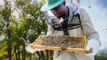 Задник до серіалу "Secrets of the Bees" #1481075
