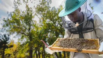 Задник до серіалу "Secrets of the Bees" #1481076
