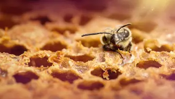 Задник до серіалу "Secrets of the Bees" #1481077