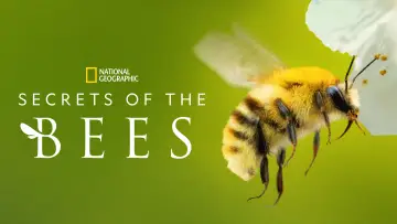 Задник до серіалу "Secrets of the Bees" #1481078