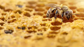 Задник до серіалу "Secrets of the Bees" #1481079