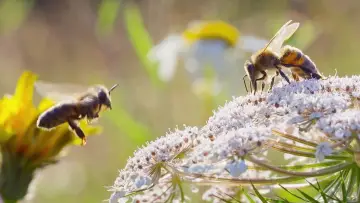 Задник до серіалу "Secrets of the Bees" #1481080