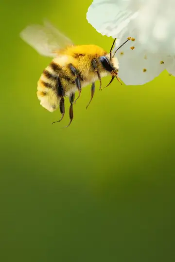 Постер до серіалу "Secrets of the Bees" #1481082