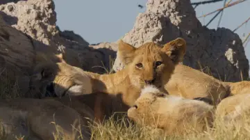 Задник до серіалу "Big Cats 24/7" #1491424