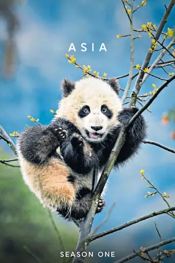 Постер до серіалу "Asia" #1774669