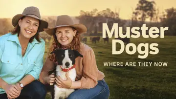 Задник к сериалу "Muster Dogs: Where Are They Now" #1503311