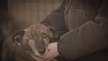 Задник до серіалу "How to kill a puppy and get rich - Die Hunde Mafia" #1555668