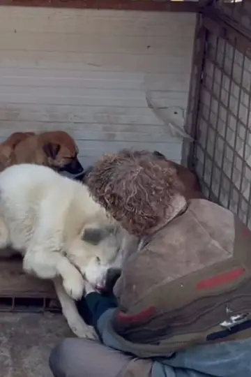Постер до серіалу "How to kill a puppy and get rich - Die Hunde Mafia" #1555670