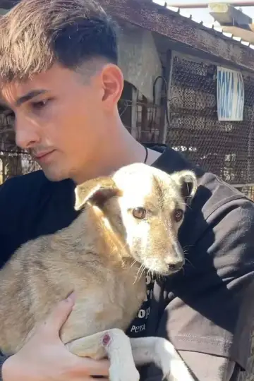 Постер до серіалу "How to kill a puppy and get rich - Die Hunde Mafia" #1555671