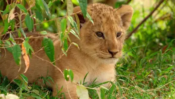 Задник до серіалу "Lion" #1228726