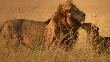 Задник до серіалу "Lion" #1228730