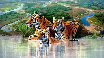 Задник до серіалу "Tiger Island" #1602698