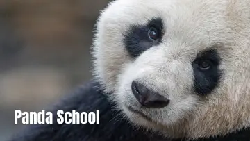 Задник до серіалу "Panda School" #1484007