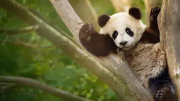 Задник до серіалу "Panda School" #1484008