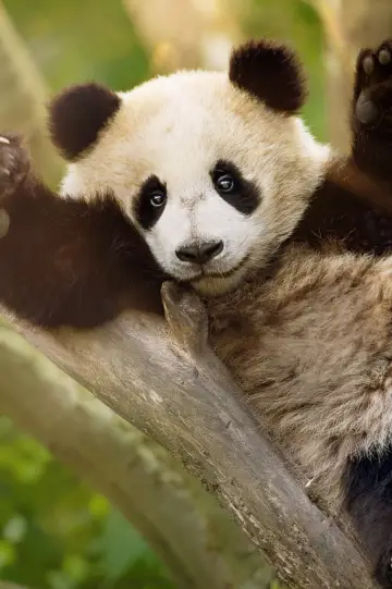 Постер до серіалу "Panda School" #1484009