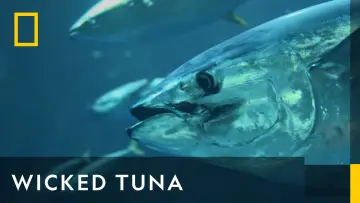 Задник до серіалу "Wicked Tuna" #1357120