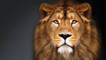 Задник до серіалу "Die Höhle der Löwen" #1600955