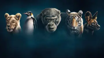 Задник к сериалу "Династії" #1490097
