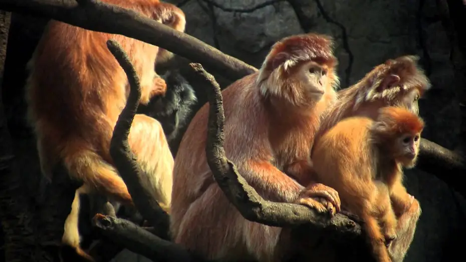 Відео до фільму DMT: The Spirit Molecule | DMT: THE SPIRIT MOLECULE [Official Trailer]