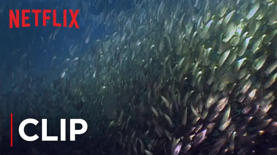 Відео до фільму Mission Blue | Fish Oil Myth - Menhaden