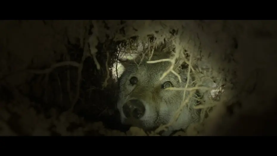 Відео до фільму Wolf: Wanderer Without Borders | Teaser WOLF