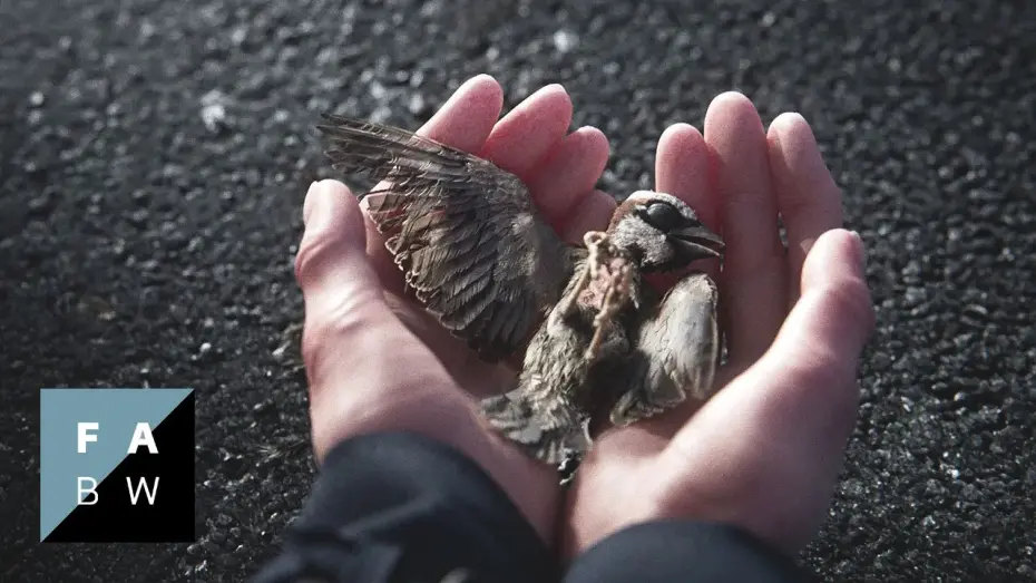 Відео до фільму A Sparrow’s Song | A Sparrow