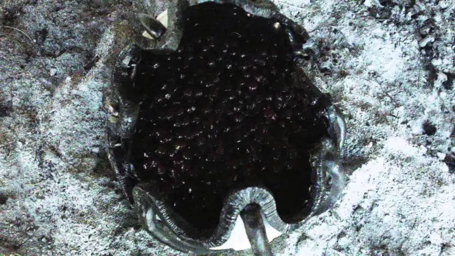 Відео до фільму The Encounter | The Encounter - Trailer