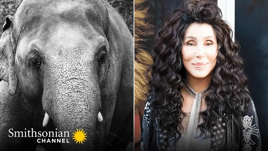 Відео до фільму Cher & the Loneliest Elephant | Cher