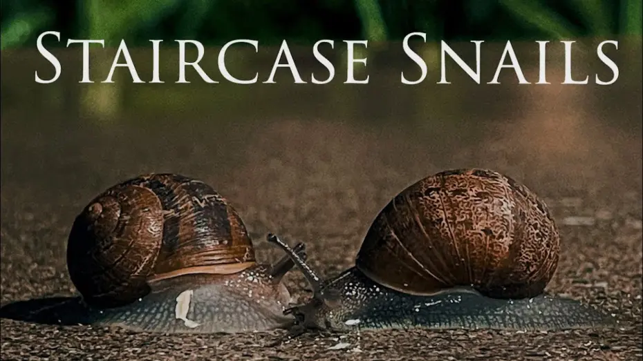 Відео до фільму Staircase Snails | Staircase Snails