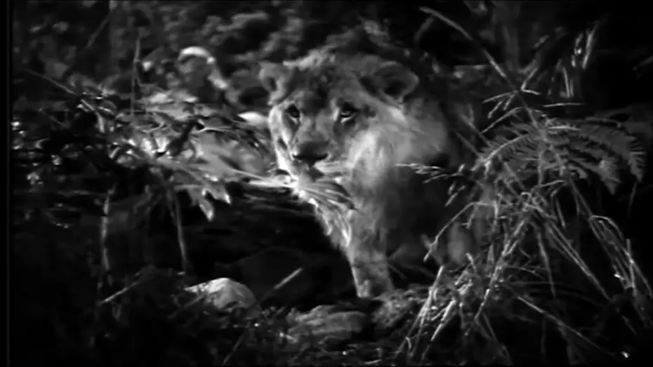 Відео до фільму Jungle Bride | Jungle Bride (1933) - Trailer