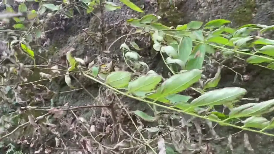 Відео до фільму afternoon in october | afternoon in october