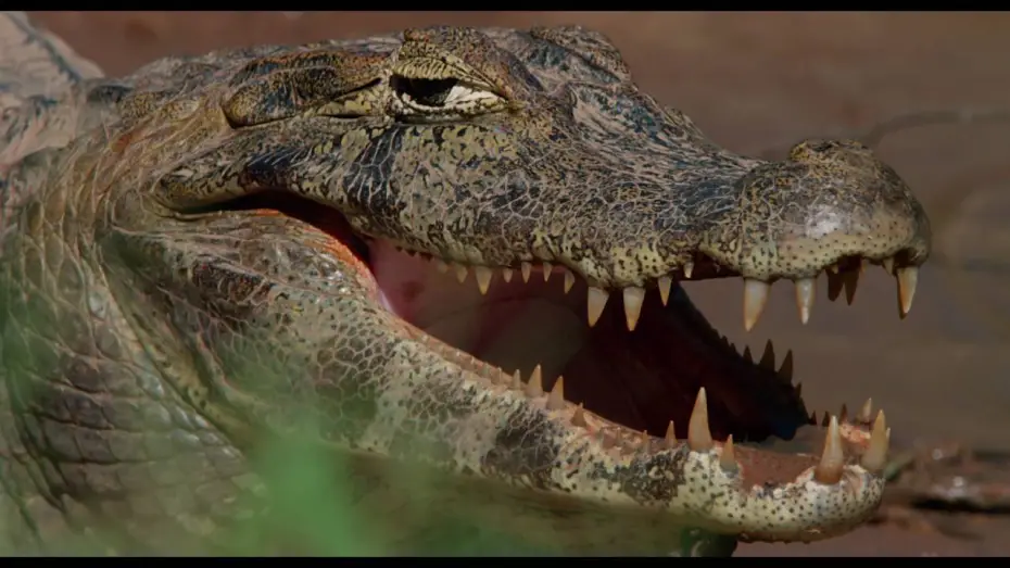 Відео до фільму Amazonia | Amazonia