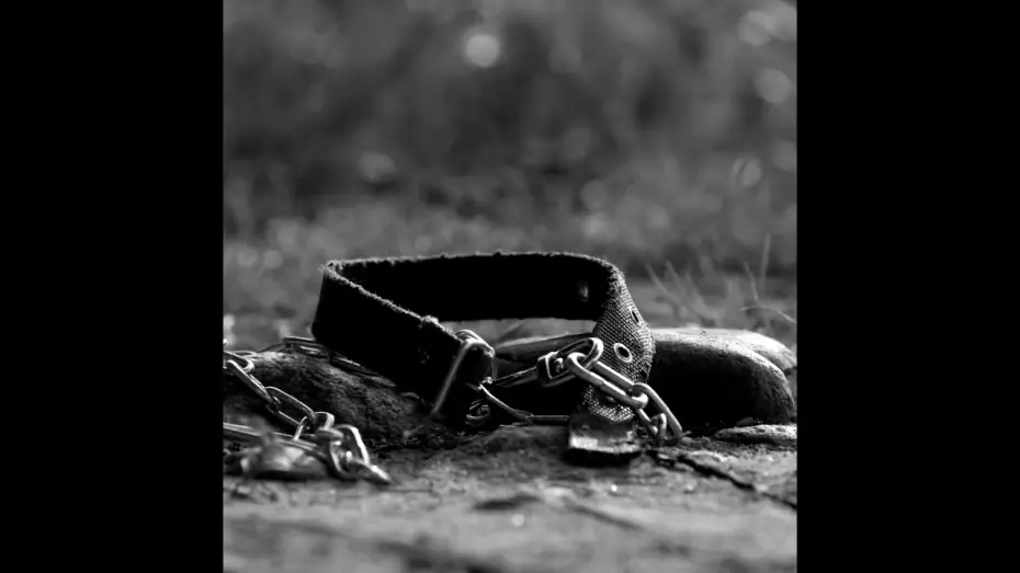 Відео до фільму Meat | BIFAN2025 | 미트 Meat Trailer