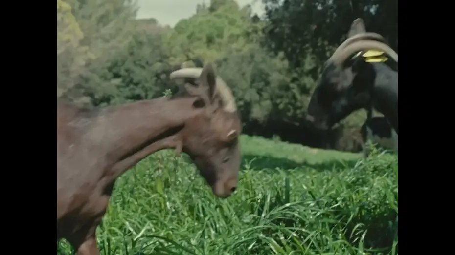 Відео до фільму Fauna | Trailer