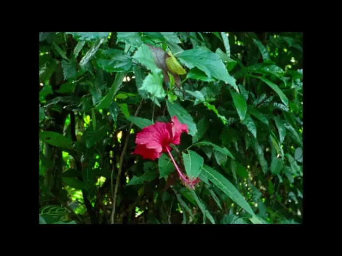 Відео до фільму Hair, Paper, Water... | FNC 2025 | Hair, Paper, Water... (Trương Minh Qu&yacute;, Nicolas Graux)