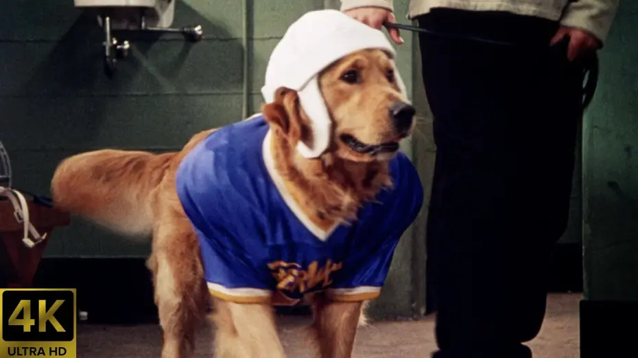Відео до фільму Король повітря: Золота ліга | Air Bud Golden Receiver (1998) Theatrical Trailer [4K] [5.1] [FTD-1022]