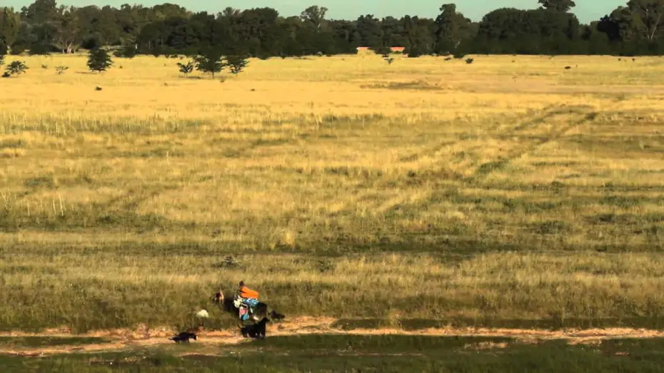 Відео до фільму Dog Lady | La mujer de los perros - trailer