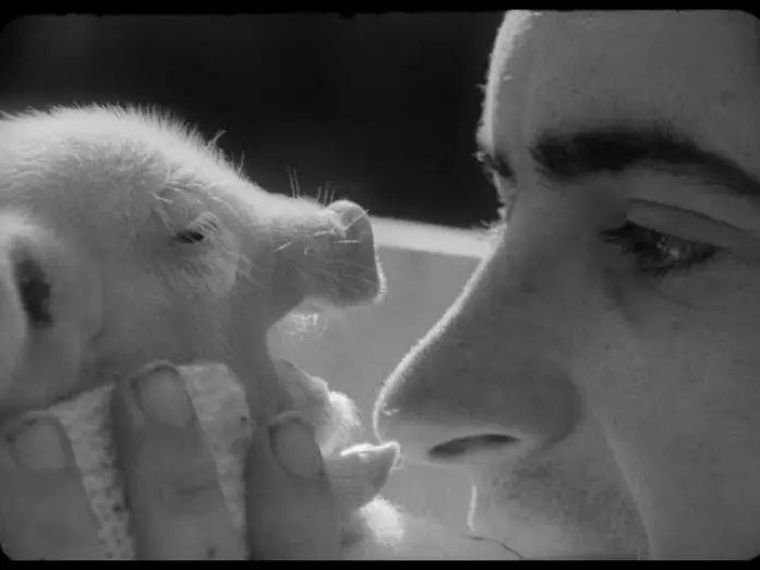 Відео до фільму The Pig & I: A Love Story | TRAILER Vase de noces (Thierry Zéno, BE 1974)