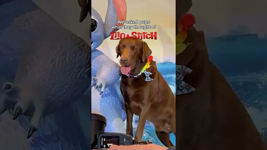 Відео до фільму Ліло і Стіч | Vox Pups