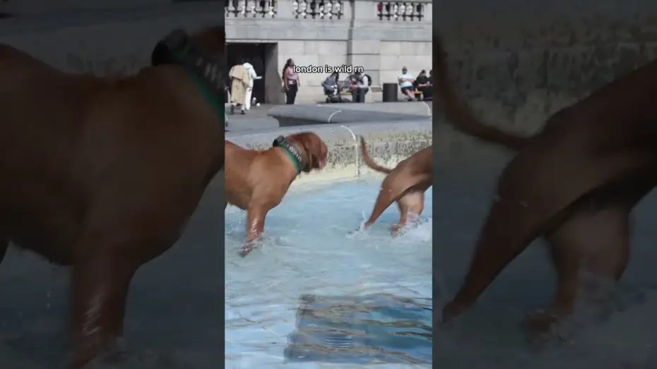 Відео до фільму Незнайомці: Частина друга | spotted something odd in London today...